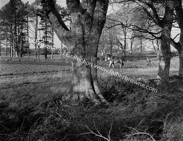 ON THE FARM TREE HORSES PLOUGHING AT EMO COURT